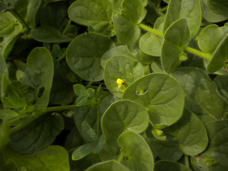 Kickxia spuria