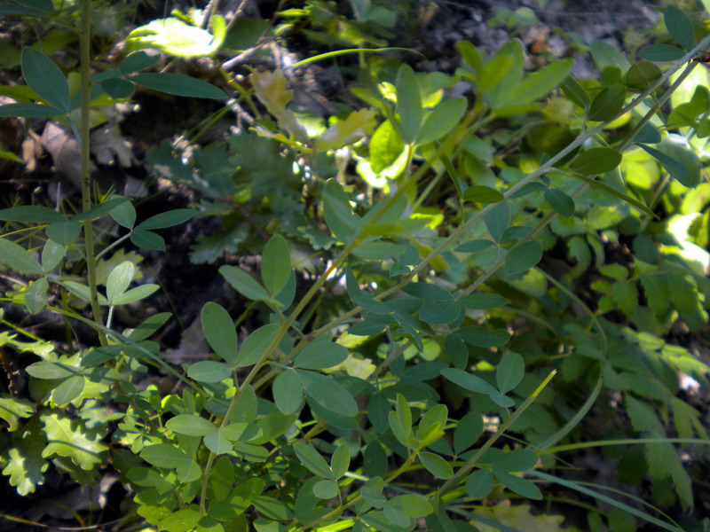 Cytisus nigricans / Citiso scuro