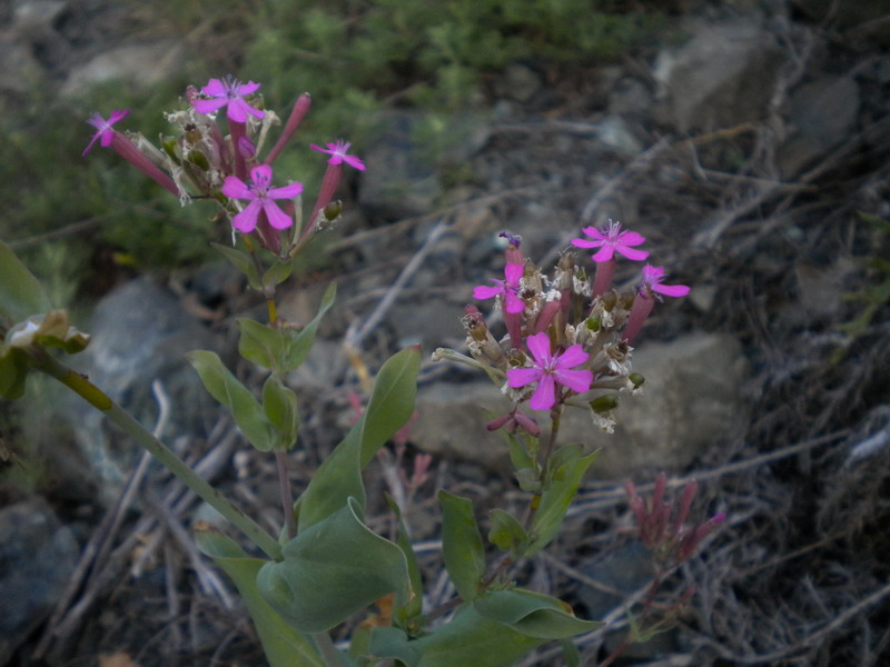 Silene armeria / Silene a mazzetti