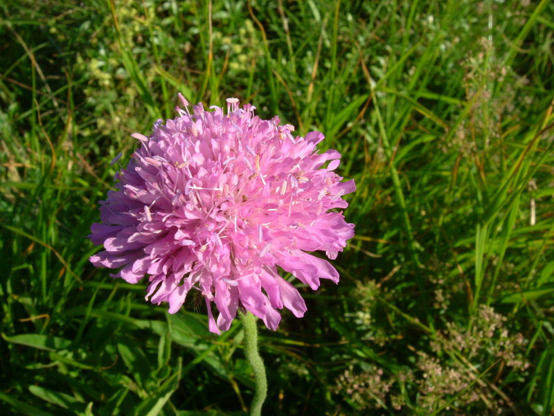 Ex parco del gigante10 - Knautia sp.