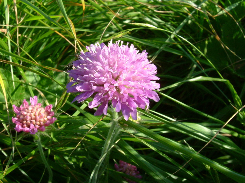 Ex parco del gigante10 - Knautia sp.