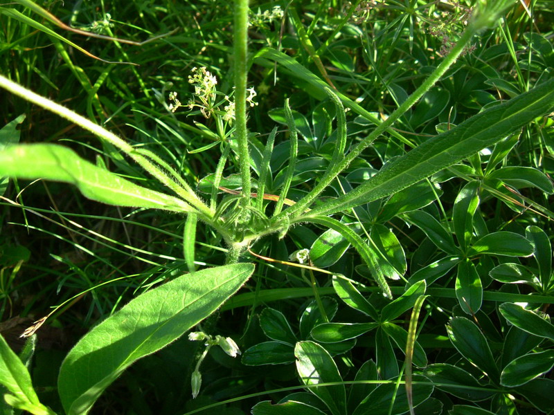 Ex parco del gigante10 - Knautia sp.