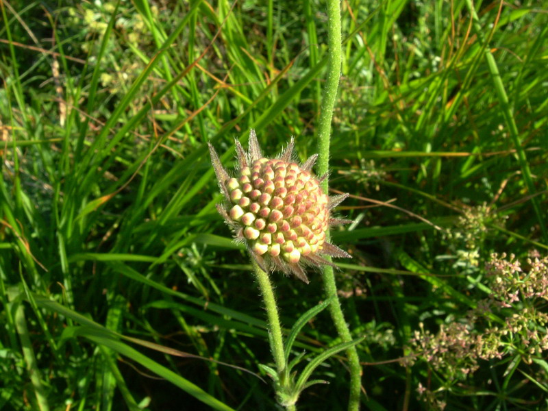 Ex parco del gigante10 - Knautia sp.