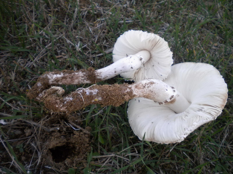 Leucoagaricus