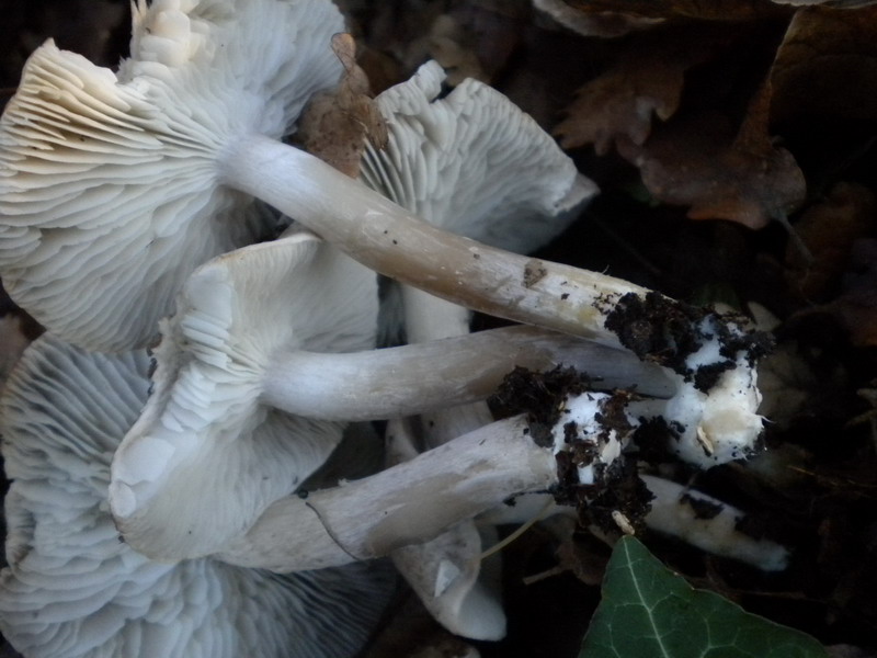 Tricholoma 2