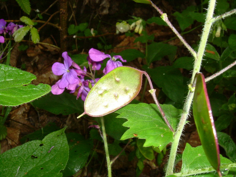 Lunaria annua