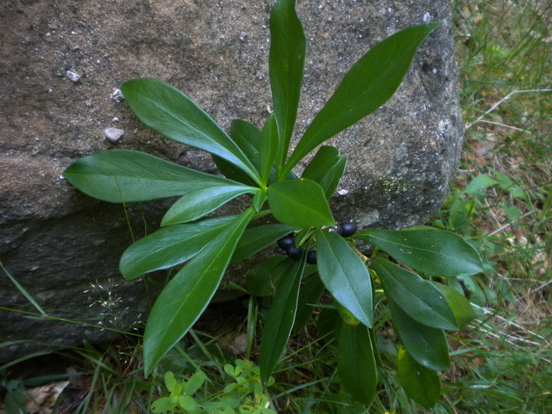 Daphne laureola / Dafne laurella