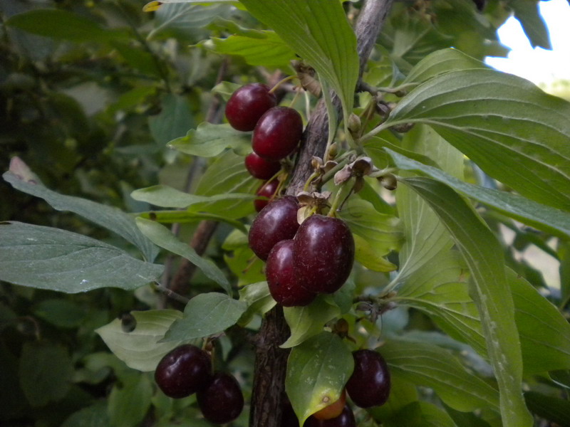 Cornus mas