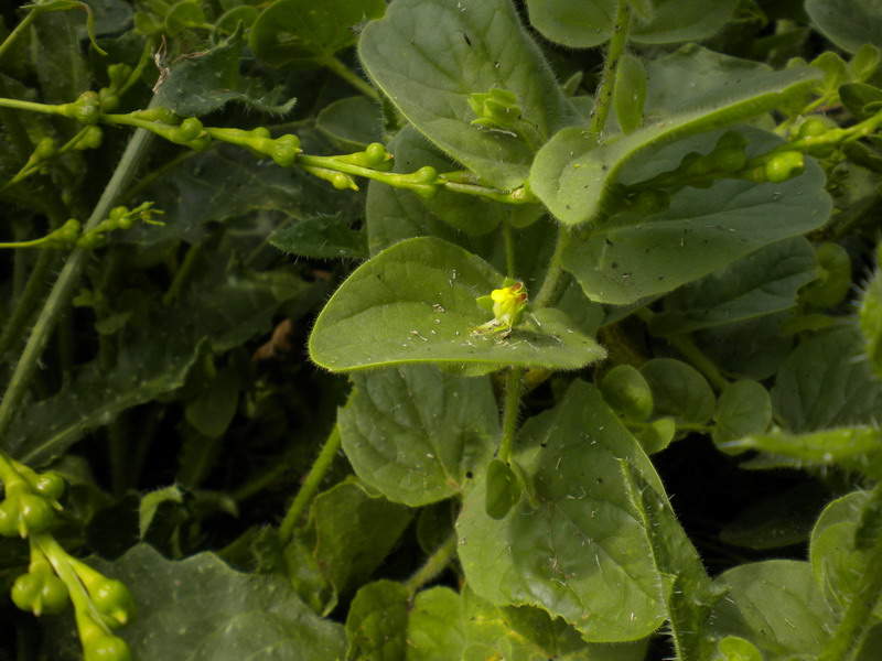 Kickxia spuria