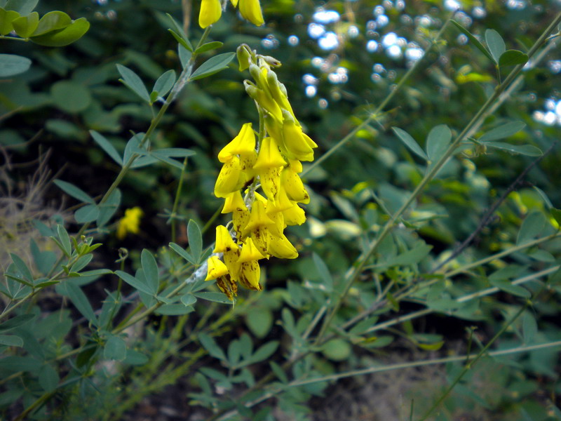 Cytisus nigricans / Citiso scuro