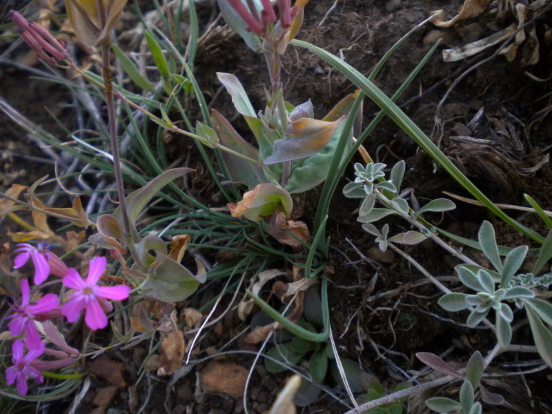 Silene armeria / Silene a mazzetti