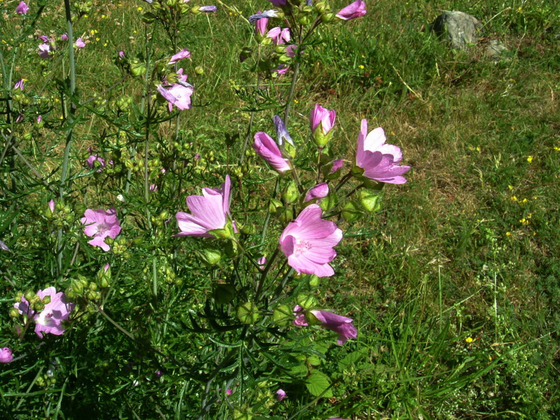 Malva moschata
