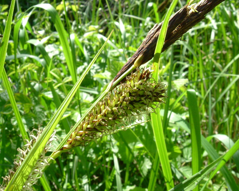 Erba golenale 1 - Carex