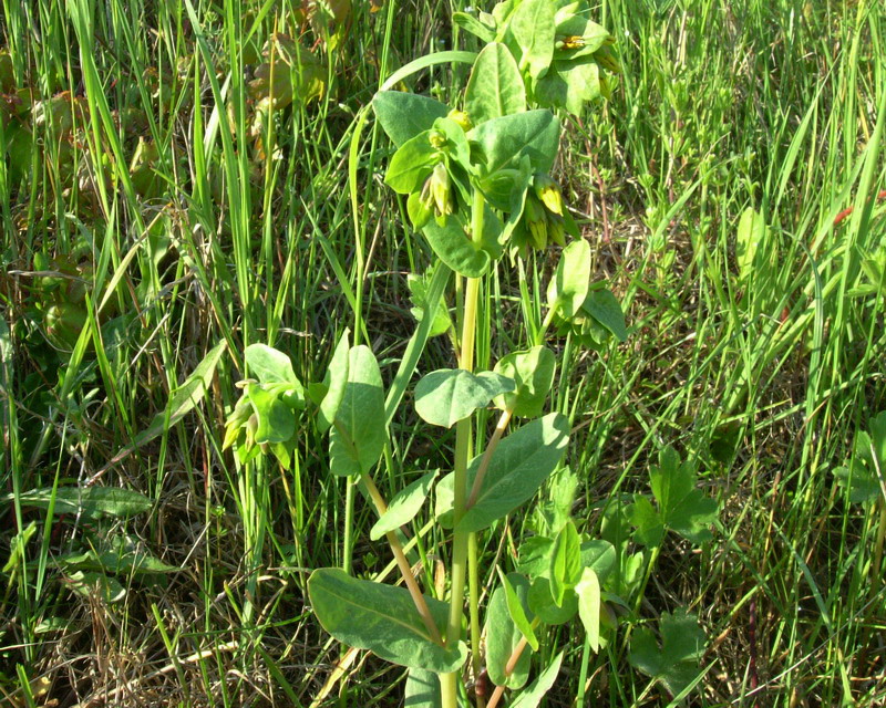 Iperico? no, Boraginacea,: Cerinthe minor