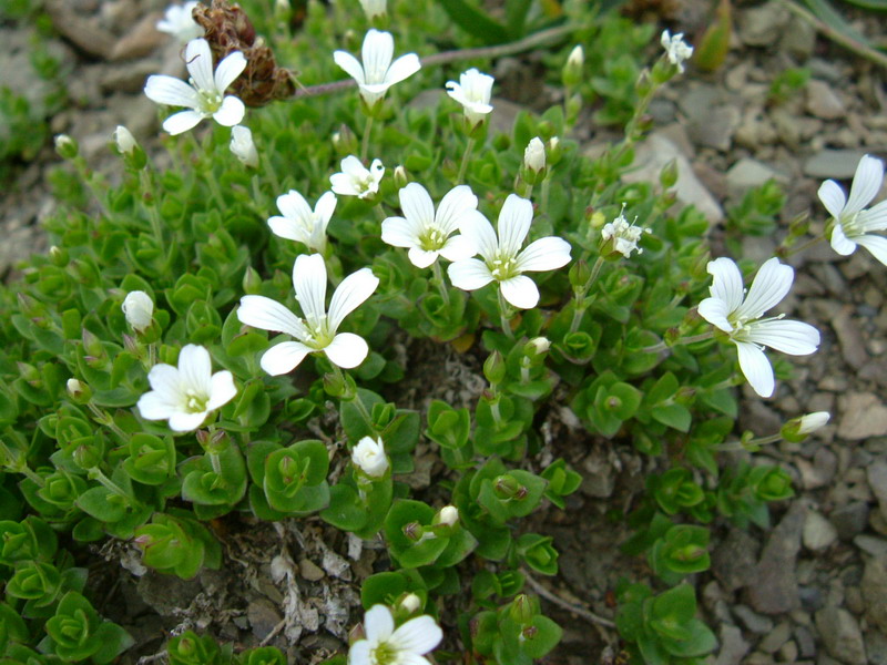 Arenaria bertolonii / Arenaria di Bertoloni