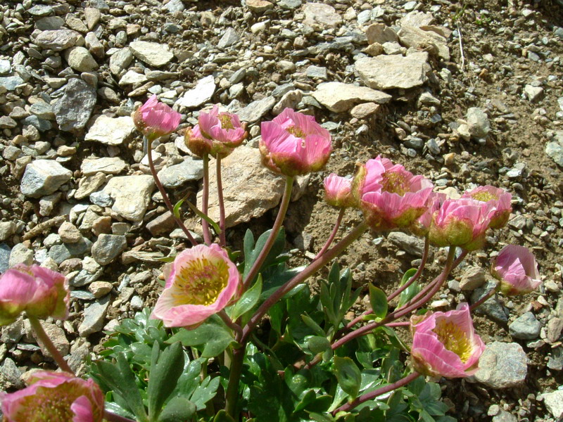 Ranunculus glacialis / Ranuncolo dei ghiacciai