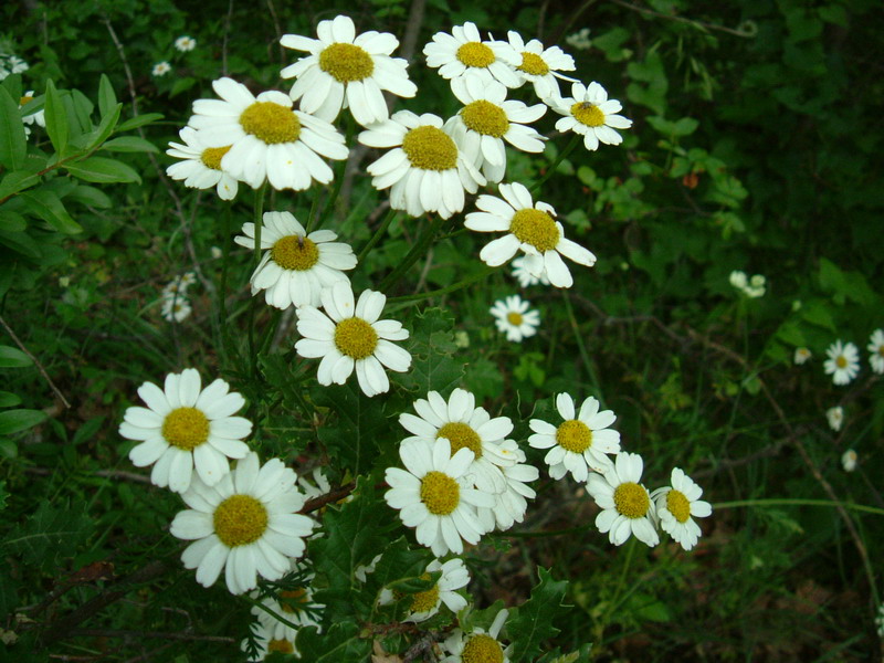 Tanacetum corymbosum / Erba-amara dei boschi
