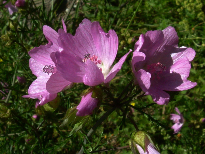 Malva moschata