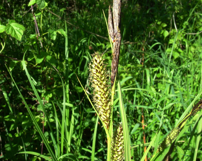 Erba golenale 1 - Carex