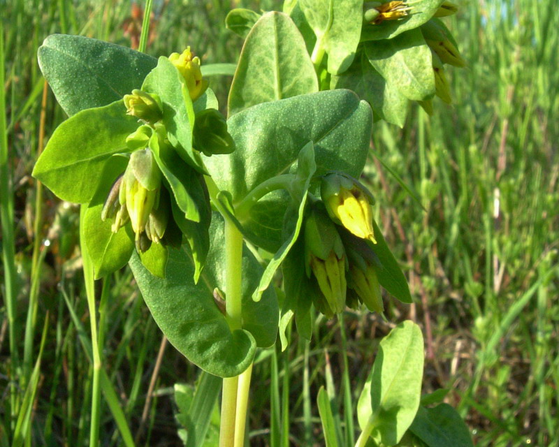 Iperico? no, Boraginacea,: Cerinthe minor