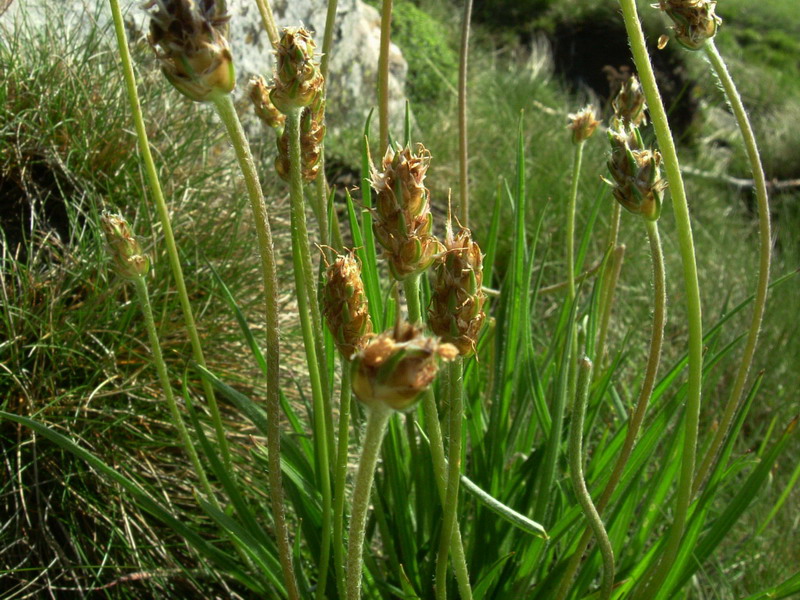 Parco del Gigante 11 - Plantago sp.