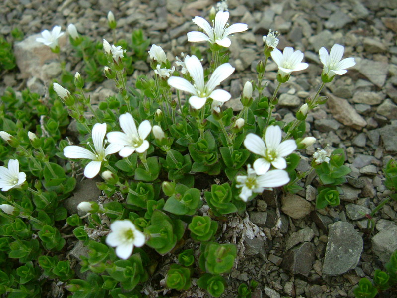 Arenaria bertolonii / Arenaria di Bertoloni