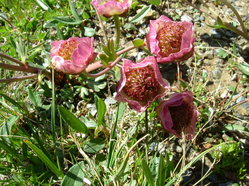 Ranunculus glacialis / Ranuncolo dei ghiacciai