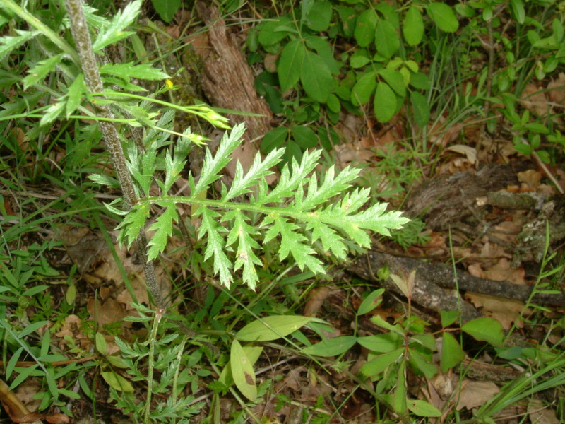 Tanacetum corymbosum / Erba-amara dei boschi