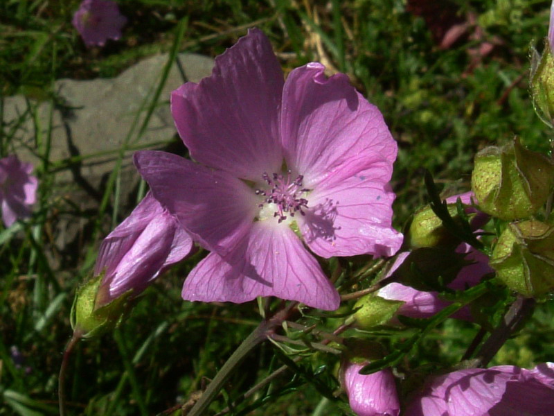 Malva moschata
