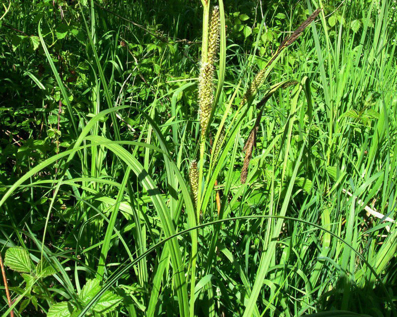 Erba golenale 1 - Carex