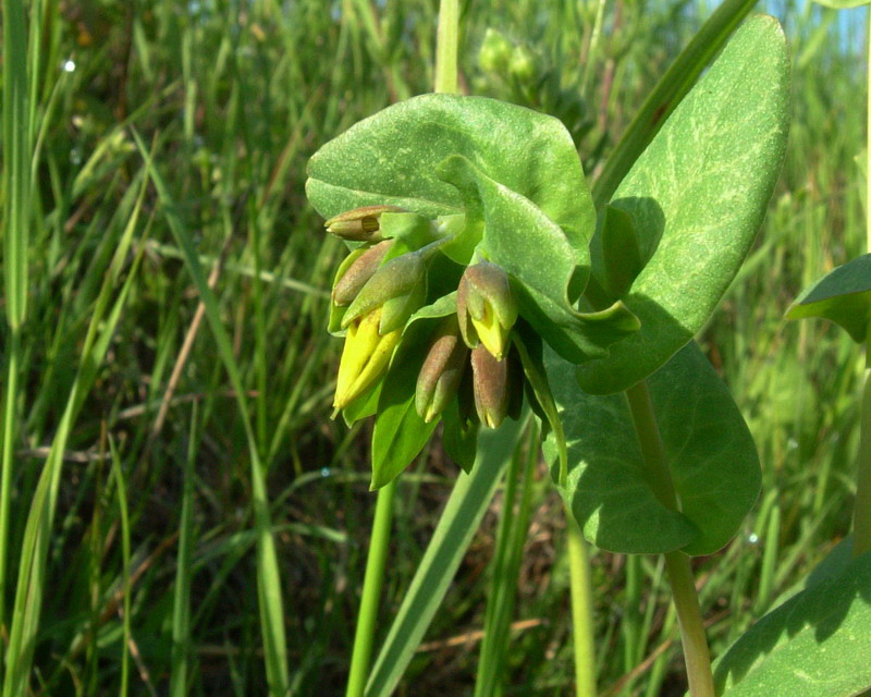 Iperico? no, Boraginacea,: Cerinthe minor