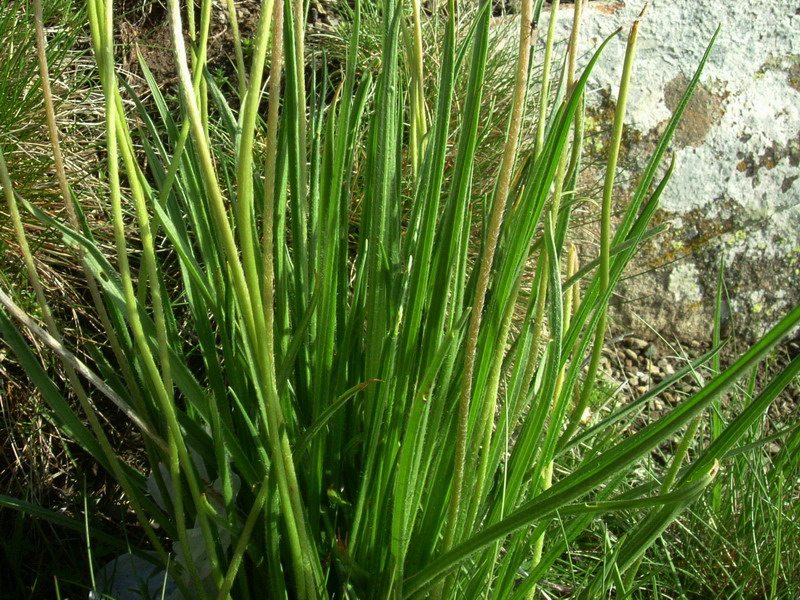 Parco del Gigante 11 - Plantago sp.