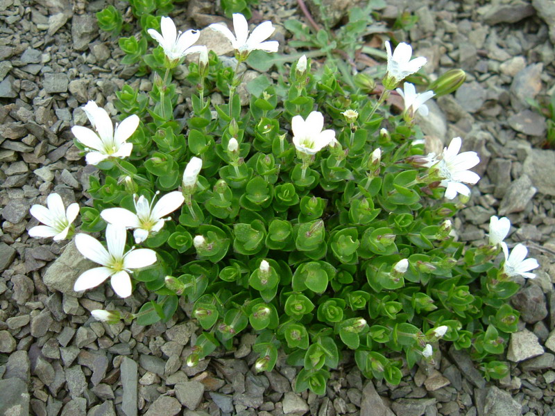 Arenaria bertolonii / Arenaria di Bertoloni