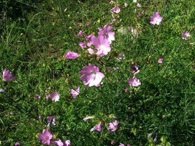 Malva moschata