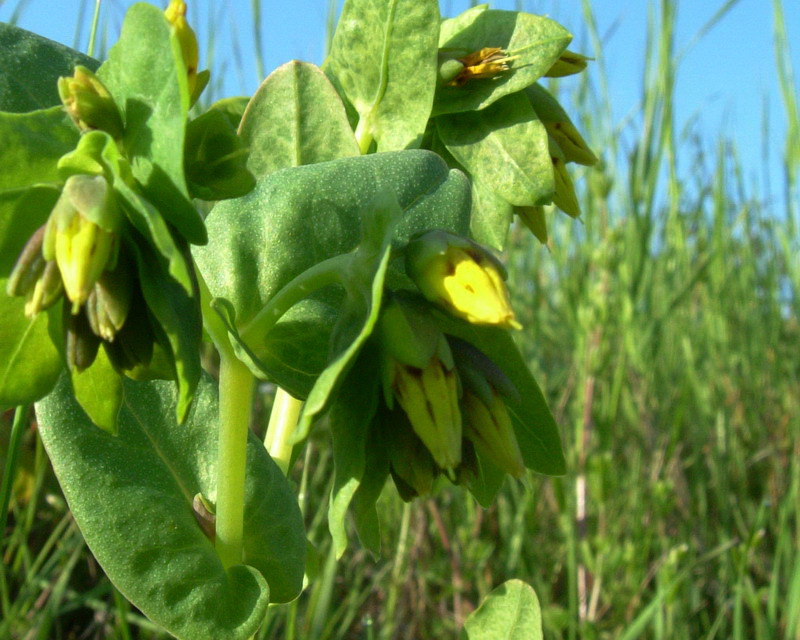 Iperico? no, Boraginacea,: Cerinthe minor
