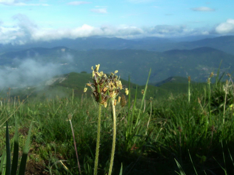 Parco del Gigante 11 - Plantago sp.