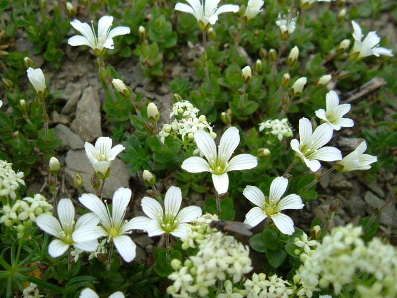 Arenaria bertolonii / Arenaria di Bertoloni