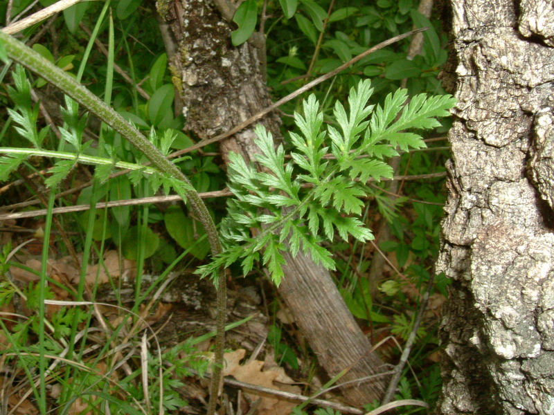 Tanacetum corymbosum / Erba-amara dei boschi