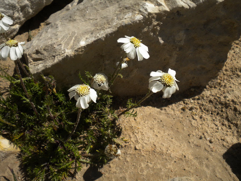 Achillea barrelieri subsp. oxyloba