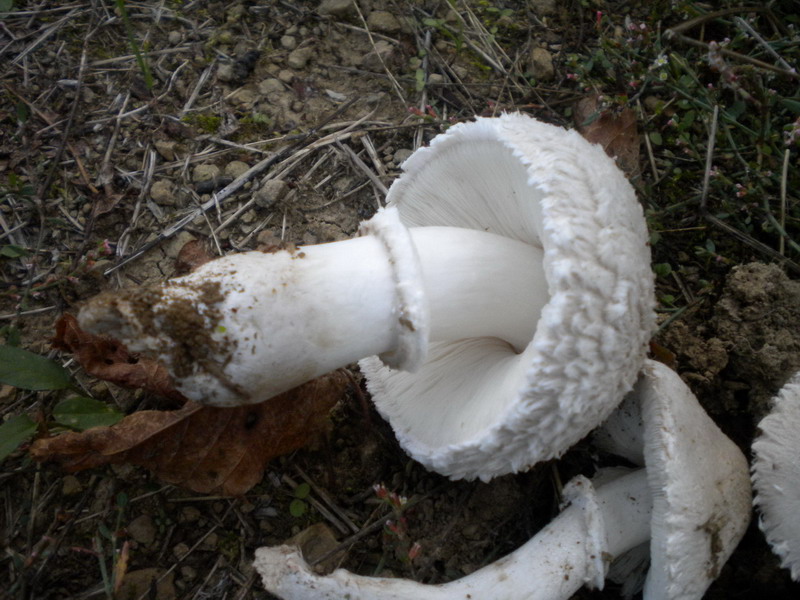 Leucoagaricus