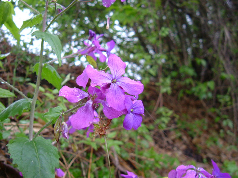Lunaria annua