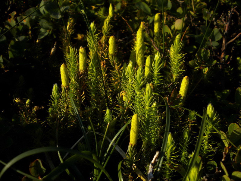 Lycopodium annotinum / Licopodio annotino
