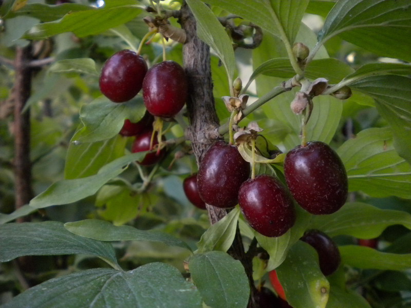 Cornus mas