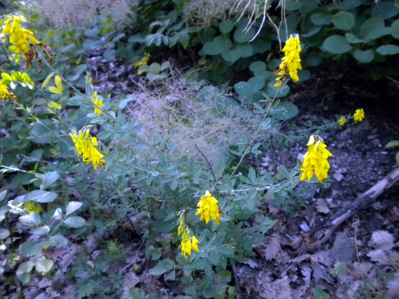 Cytisus nigricans / Citiso scuro