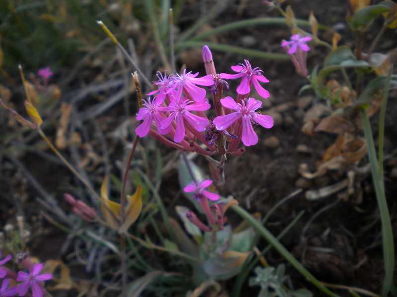 Silene armeria / Silene a mazzetti