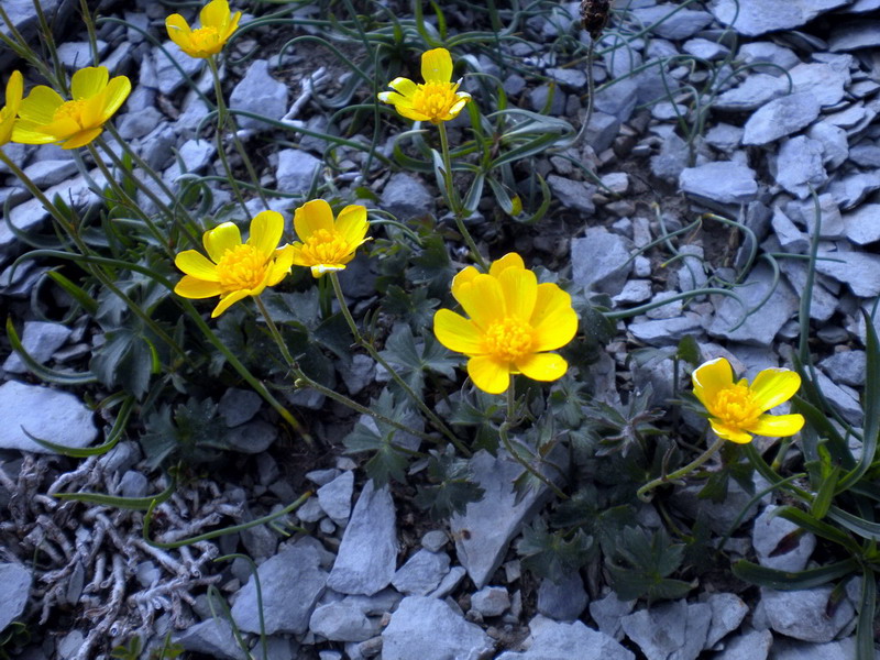 Alto appennino 2 - Ranunculus sp.
