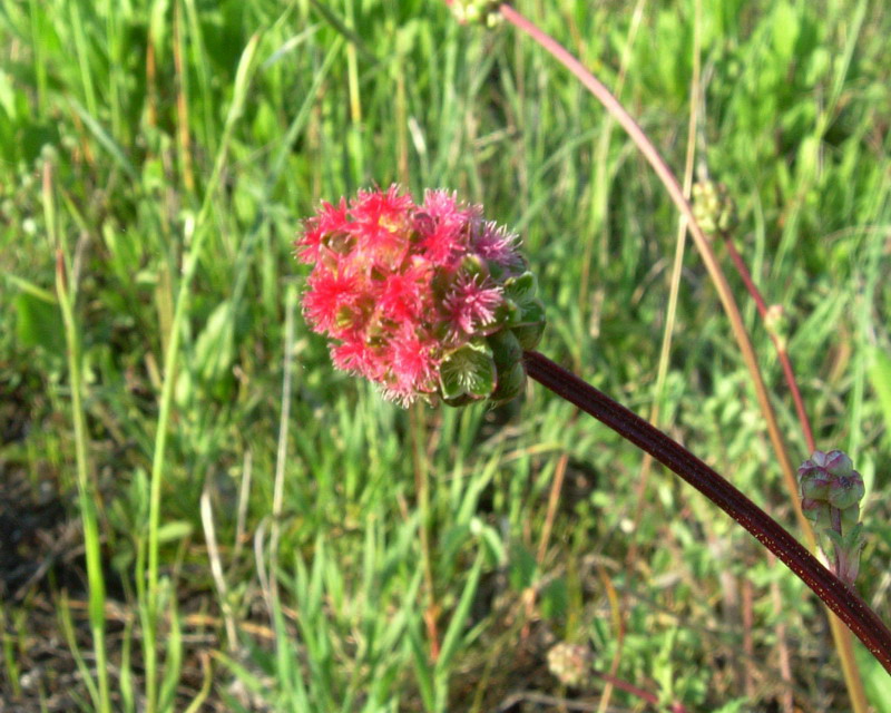Sanguisorba minor / Salvastrella minore