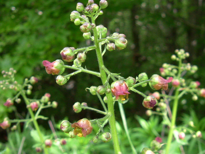 Scrophularia scopolii / Scrofularia di Scopoli