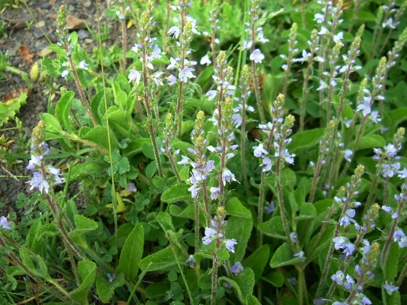 App. Reggiano - Veronica officinalis