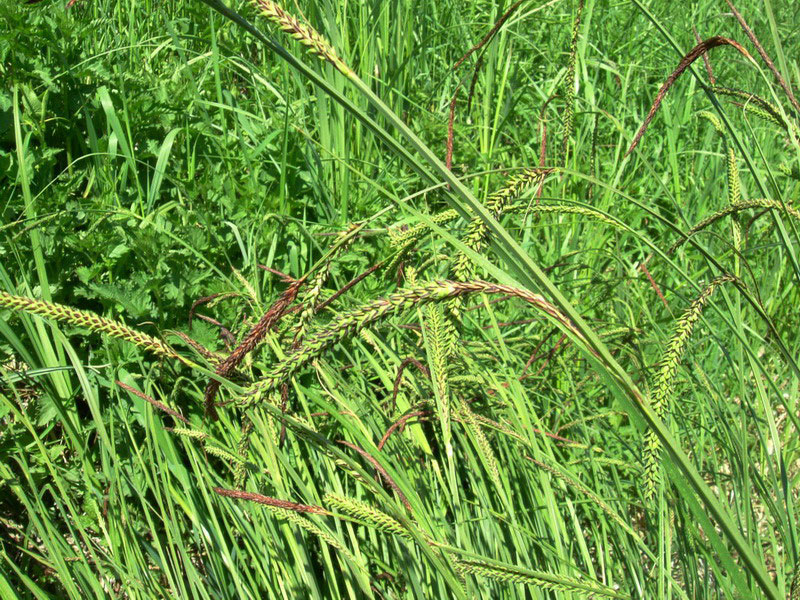 Erba golenale 2 - Carex pendula